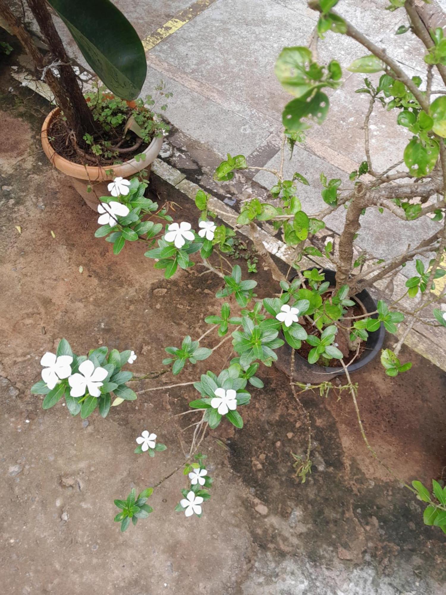 Ivon Guest House أرامبول المظهر الخارجي الصورة